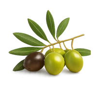 Olive Oil