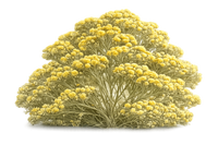 Immortelle