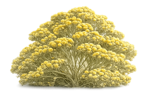 WILD IMMORTELLE