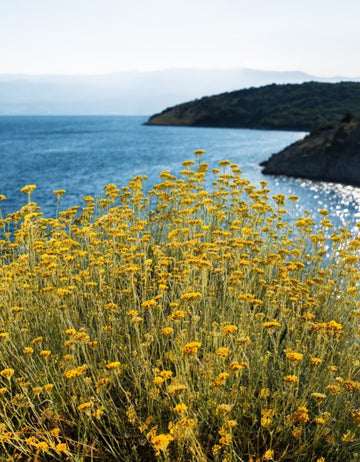 Wild Immortelle