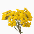 Wild Adriatic Immortelle